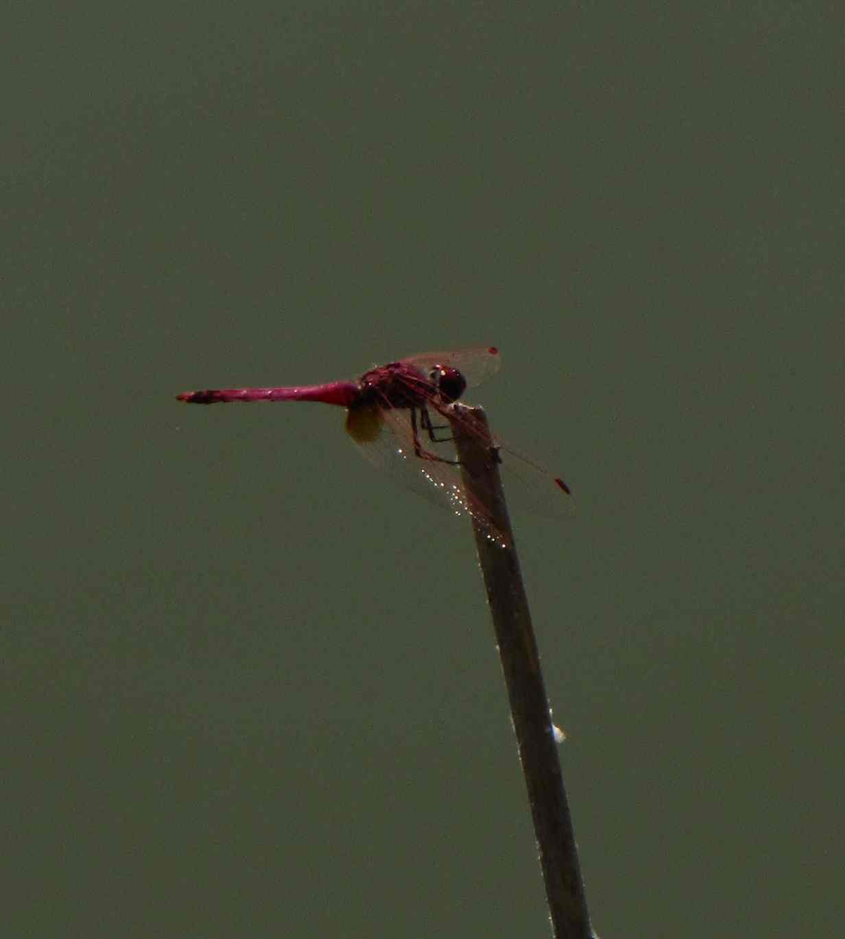 libellula rossa: maschio di Trithemis annulata